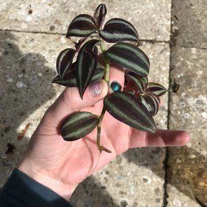 Tradescantia Zebrina (Wandering Jew)